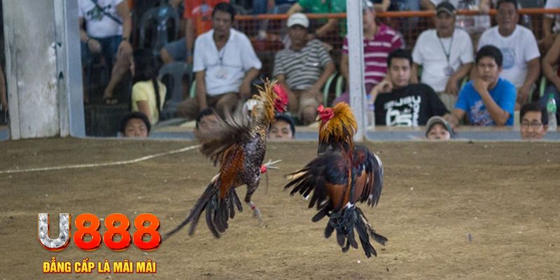 88s game đăng nhập mậu binh online