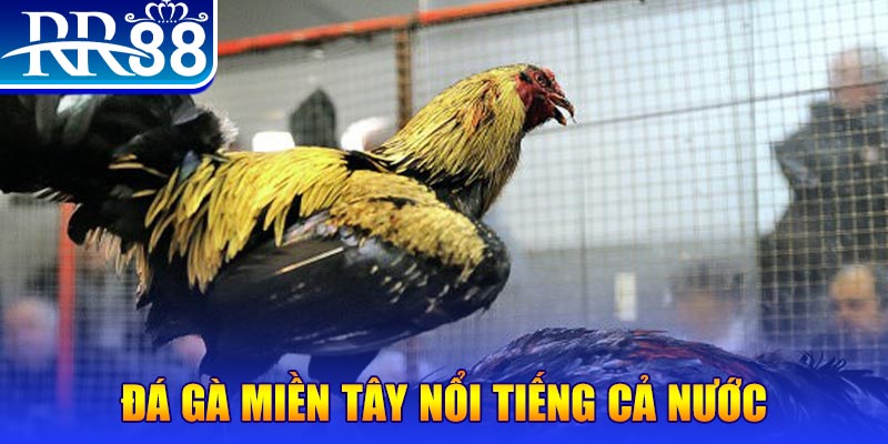 88s game gà chọi c1.com trực tiếp 888